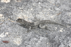 Microlophus albemarlensis