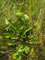 Taraxacum erythrospermum