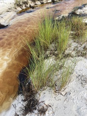 Sporobolus pumilus
