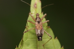 Himacerus apterus