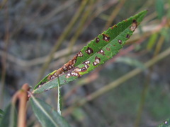 Phyllosticta salicicola