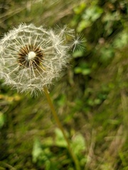 Taraxacum erythrospermum