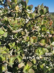 Crassula ovata