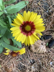 Gaillardia