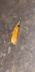 Scirpophaga incertulas