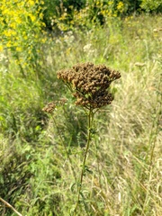 Achillea setacea