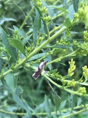 Pelochrista similiana