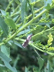 Pelochrista similiana