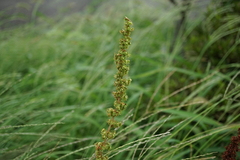 Rumex obtusifolius