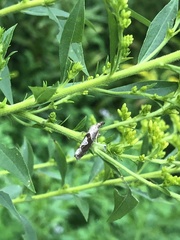 Pelochrista similiana