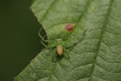 Diaea