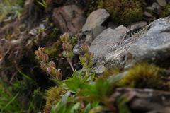 Veronica morrisonicola