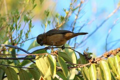 Sporophila