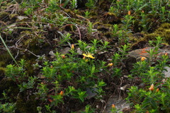 Hypericum nagasawae