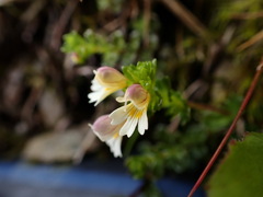 Euphrasia transmorrisonensis