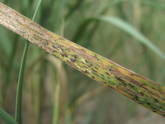 Puccinia