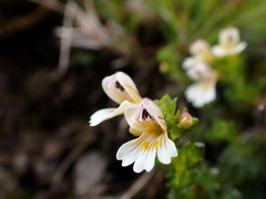 Euphrasia transmorrisonensis
