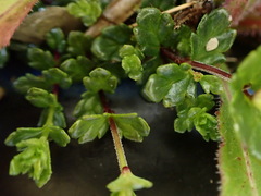 Euphrasia transmorrisonensis