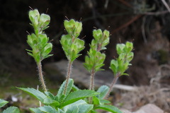 Veronica morrisonicola