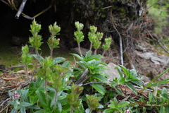 Veronica morrisonicola