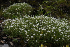 Cerastium morrisonense