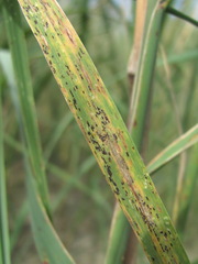 Puccinia