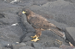 Buteo galapagoensis