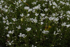 Cerastium morrisonense
