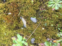 Hedwigia ciliata