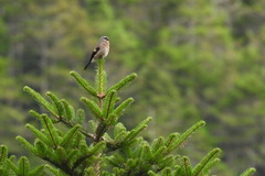 Pyrrhula owstoni