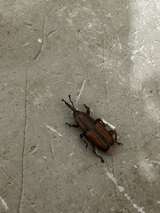 Odoiporus longicollis