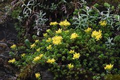 Sedum morrisonense
