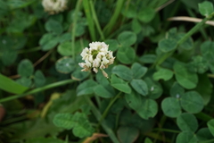 Trifolium repens