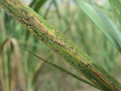 Puccinia