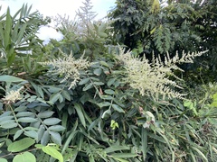 Rhus chinensis