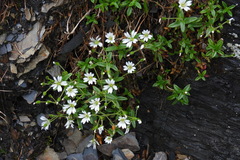 Cerastium morrisonense