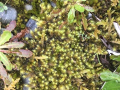 Hedwigia ciliata