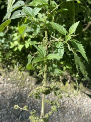 Urtica gracilis