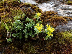 Sedum morrisonense