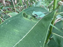 Hyla