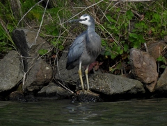 Egretta novaehollandiae