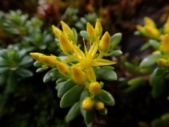 Sedum morrisonense