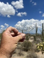 Euphorbia gracillima