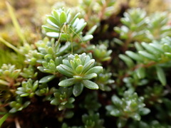 Sedum morrisonense