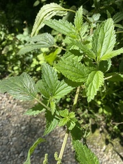 Urtica gracilis