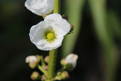 Echinodorus cordifolius