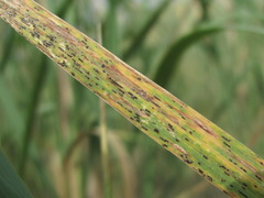 Puccinia
