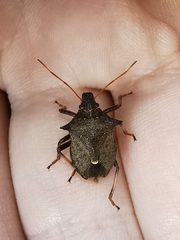Picromerus bidens