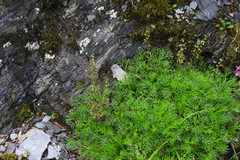Artemisia morrisonensis