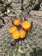 Ferocactus wislizeni